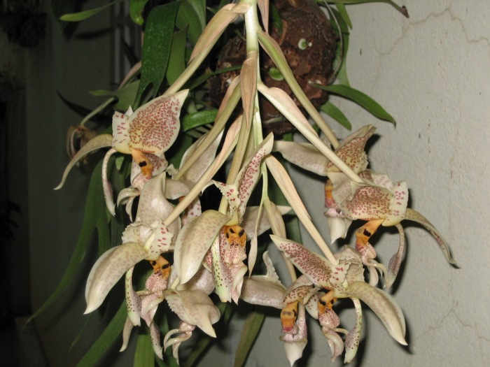 Stanhopea