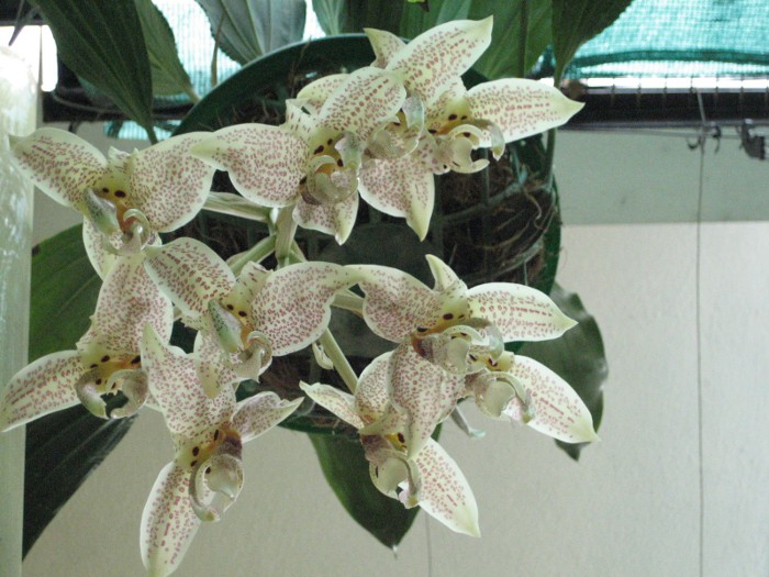 Stanhopea