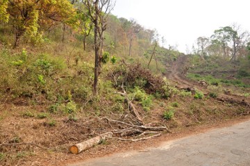 tree felling