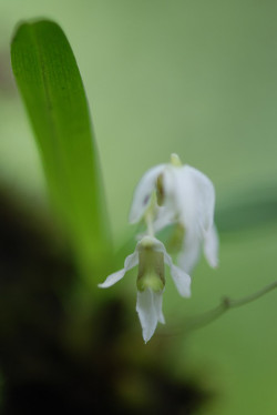 Dendrobium nanum