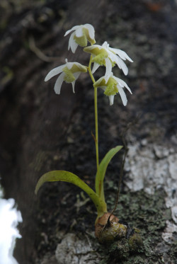 Dendrobium nanum