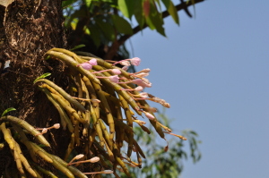 Dendrobium crepidatum habit