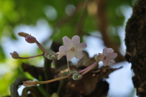 Dendrobium crepidatum