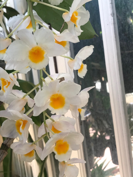 Dendrobium farmeri